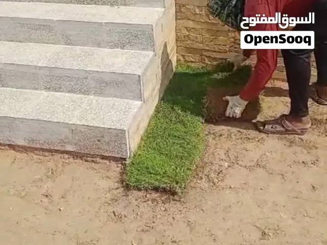 عشب طبيعي فاخر 800 بيسه للحدائق اذا كان طلبك فوق 100 متر