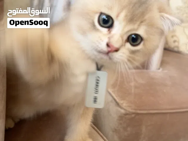قطة سكوتش فولد