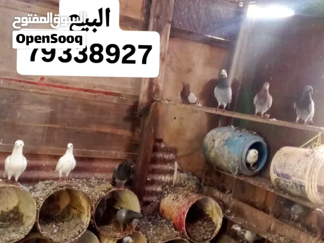 حمام منواع