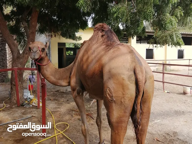 ناقه طيبه سمين ما شاء الله
