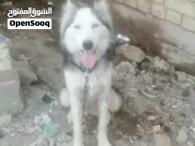 مراوس للبيع سعر50 نجف ميسان