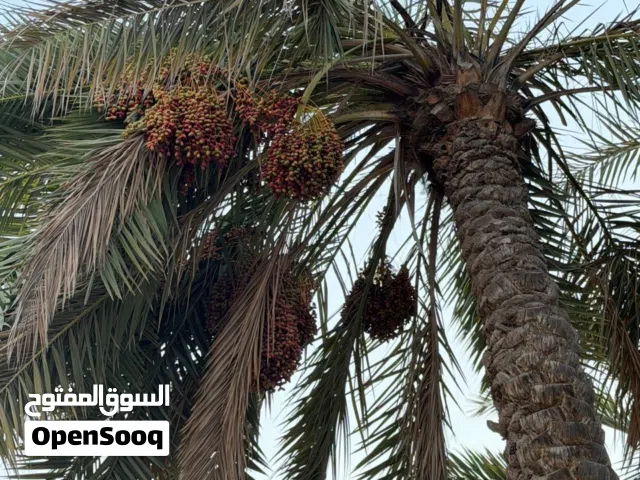 نفيعة للبيع عذوق كبار