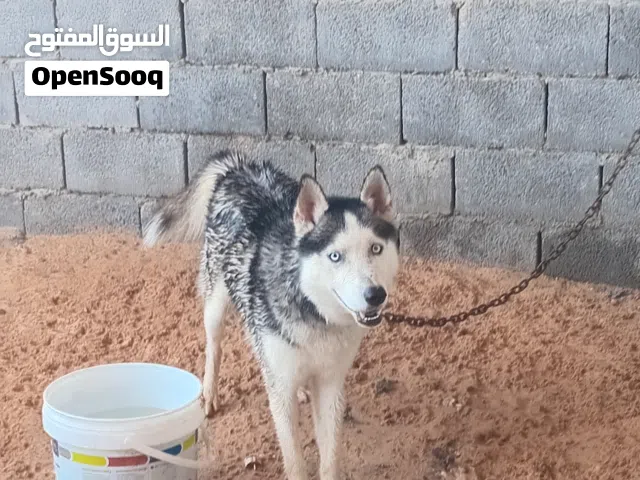 نوع هاسكي دكر العمر سنه وشهرين