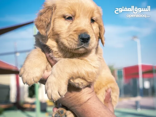 Golden retriever dog