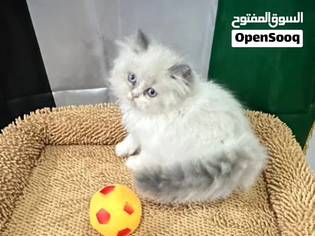 قطط راغدوال  بيور و هملايا بصحة جيدة تربية منزل عمر شهرين لعوبين ومتعلمين على كل شيئ
