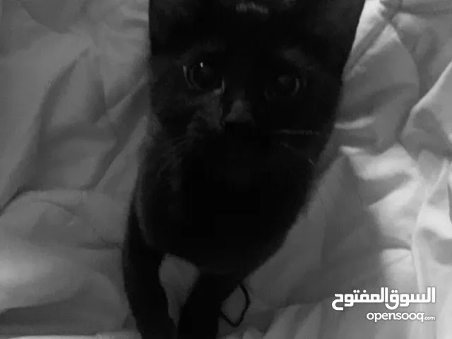 قطه بلدي للبيع