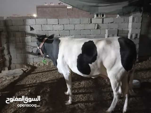 يتوفر لدينا هايشه فريزيه بجر اول بطن عمرها تقريبا سنه ونص وابنها عمره شهر