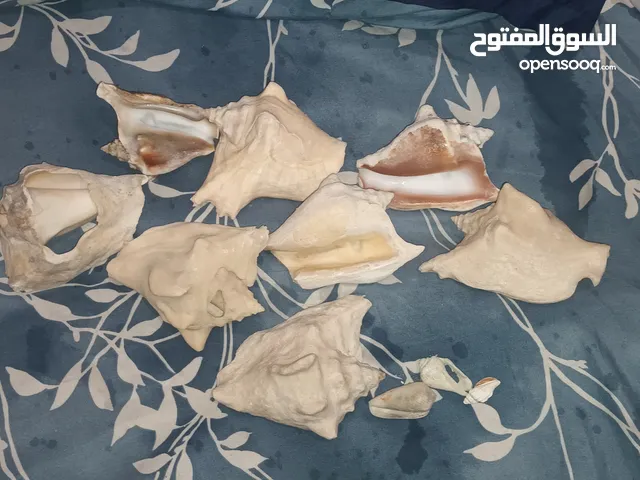 صدفيات حلوزوني بحري طبيعي ومعالج وجاهز لتزين أركان المنزل