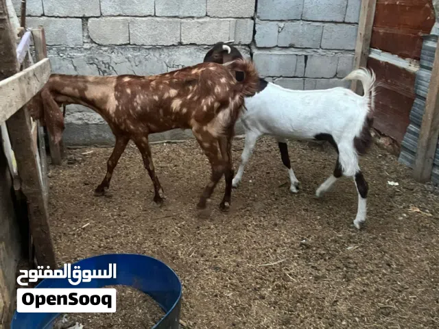 صخول مضاريع كلش حلوات بعدهم يفرات