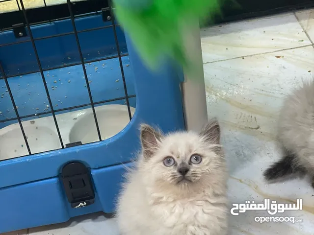 هملايا بيوووور مستوى خرافي سعر عرض وعرض مجنون لمدة 48 ساعة فقط لاغير
