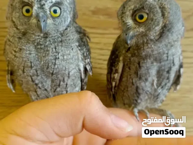 فراخ بوم  الغابه انتاج السنه عمر اربع شهور للبيع او للبدل