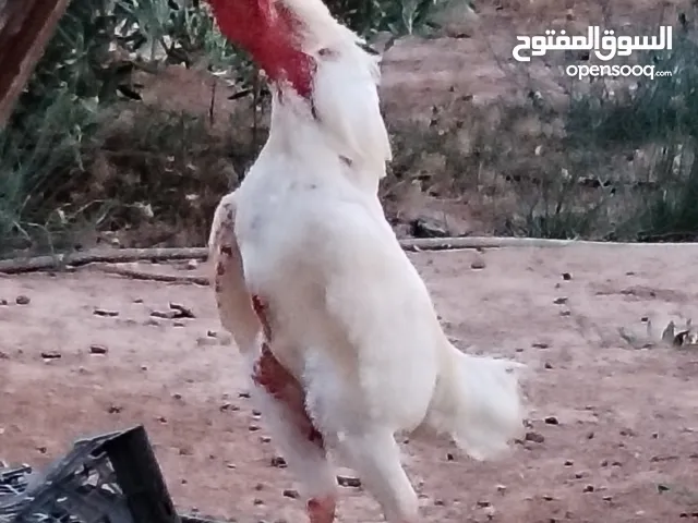 ديوك باكستاني للبيع