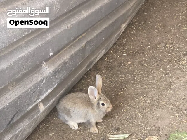 أرانب مشاءالله الله يبارك للبيع وزن الأم 7Kمشاءالله الله يبارك المنيات تبارك الرحمن(المنيات)