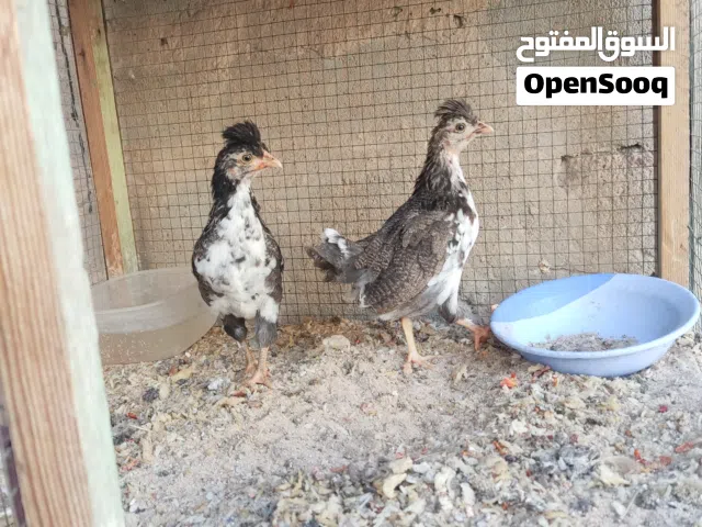 دجاج كويتي مال بيت