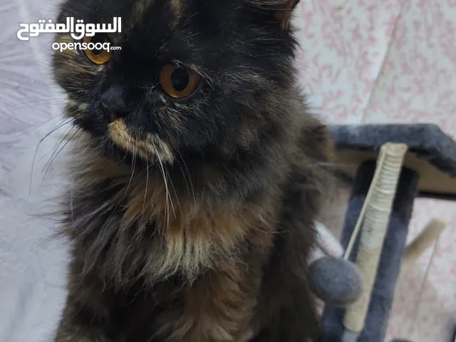 انثى للتبني