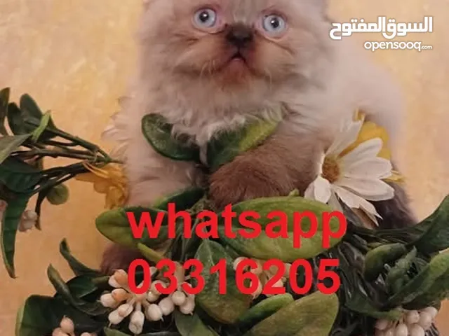 هملايا صغار شهر ونصف العمر 150 $