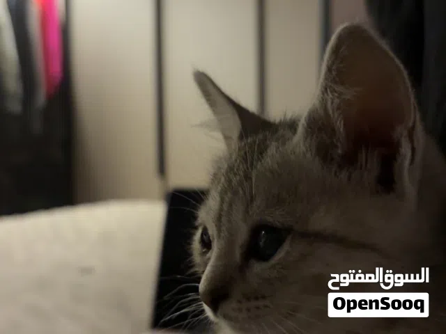 قطه أنثى اميركيه عمرها شهرين