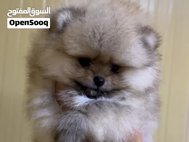 Very Strong Girl Pom From Russia