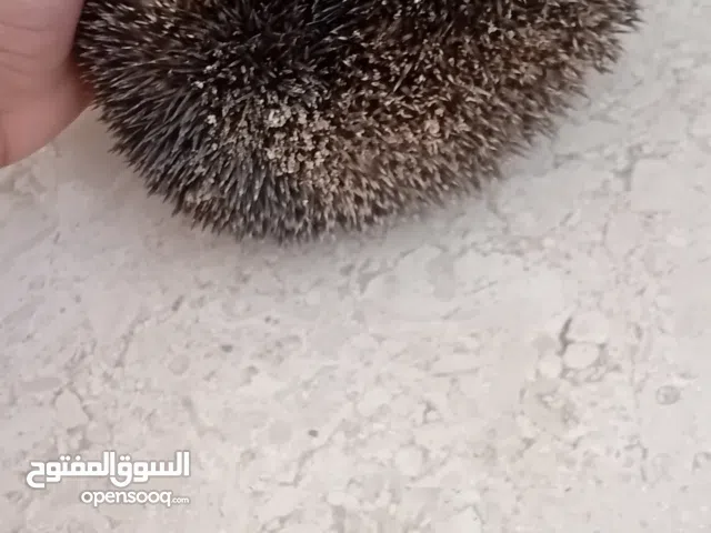 قنفذ صغير جدا جدا