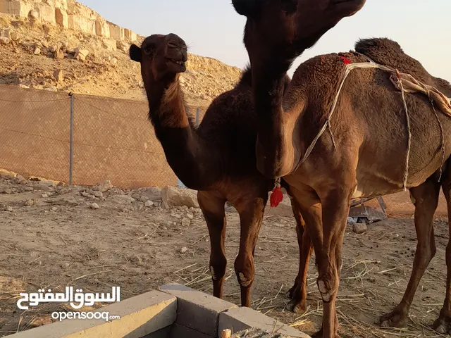 خلفة مجهم بكر