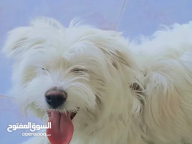 كلب ذكر  للبيع لعدم التفرغ