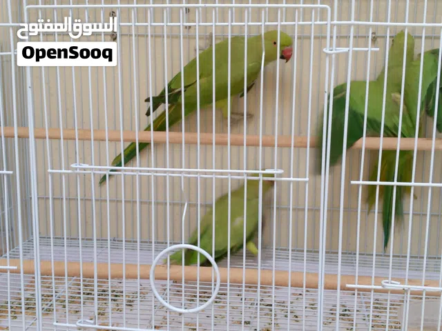 دره للبيع  العدد 6