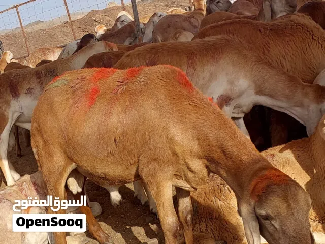 غنم مربى للاضاحي نعيمي سواكني وبربري وتيوس