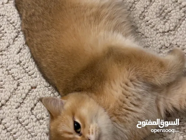 قطط سكوتش كيتن للبيع