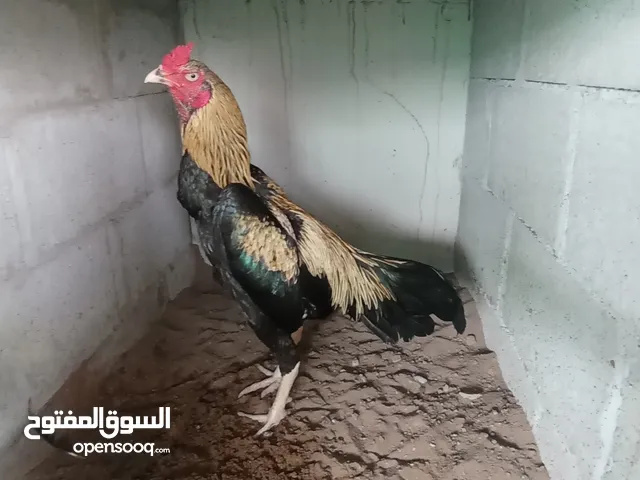 للبيع طيؤر باكستاني