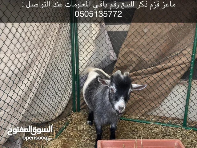 ماعز قزم بلجيكي