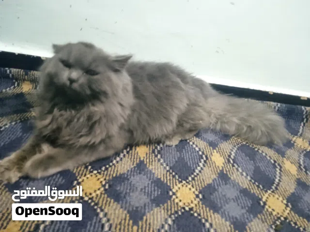 قطه شيرازي