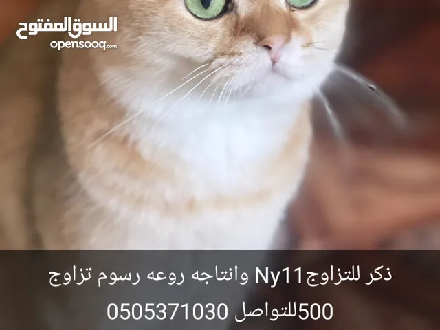 قطط سكوتش فولد