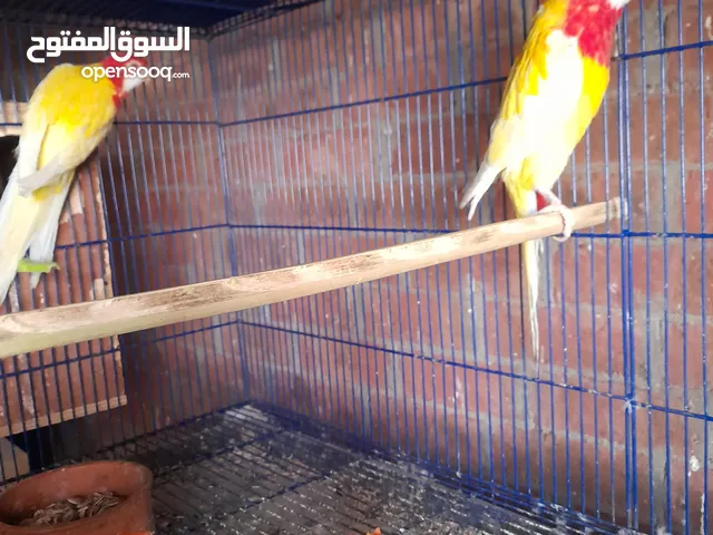 روزيلا لاتيني