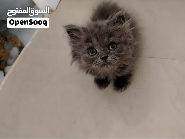 قطط سكوتش فولد لبس مجاني