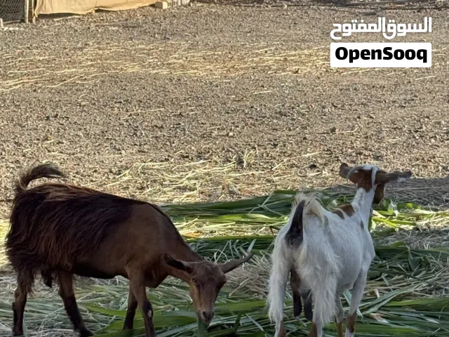 أغنام للبيع