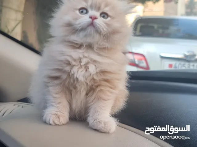 للبيع قطط بيكي فيس مكس اكزوتيك