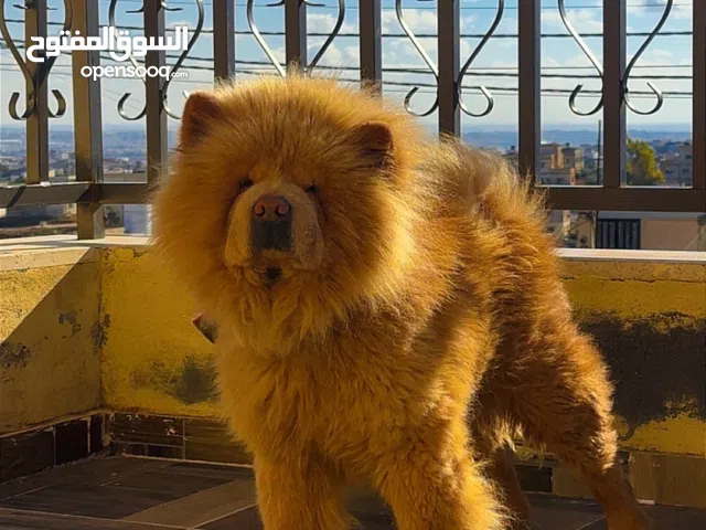 كلب تشاو تشاو