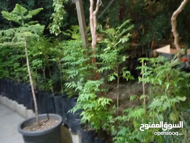 جميع انواع النباتات