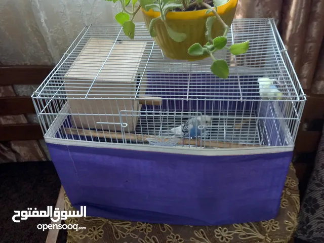 two budge with 4 egg and cage