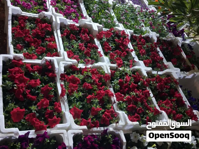 تنسيق حدائق