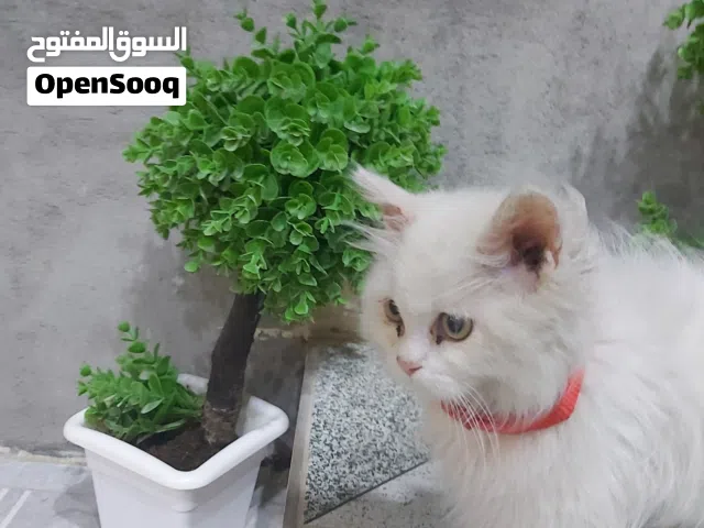 سلام عليكم  بزونه شيرازي البزونه نضيفه  وتخبل وتريد بس تريد تلعب وتجي هديه وياه  كلاده وكل خاص