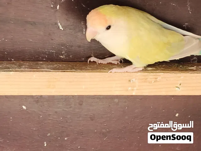 دكر بركديلو