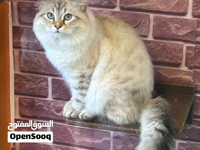 قط ذكر سكوتش وشانشيلا مع جميع مستلزماتها