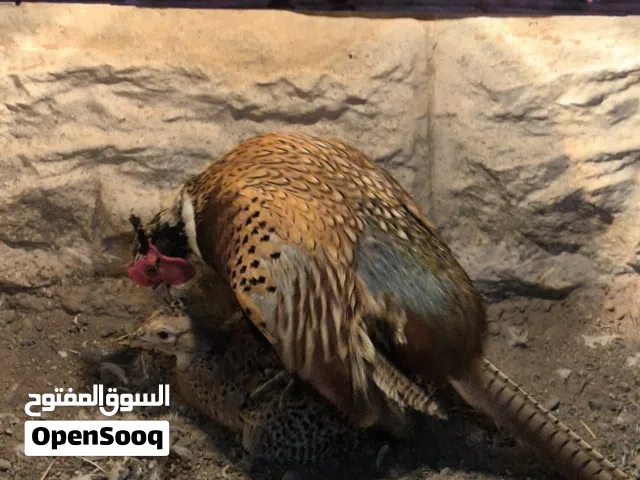 الحجل باكستاني و الفزن أفريقي المطوق (( قابل للتفاوض )) و طيور أخرى