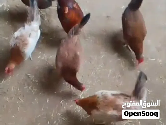 دجاجات متاح سياف سعودي شرط بياضات شرط صحه العدد 5دجاجات و +ديج 1
