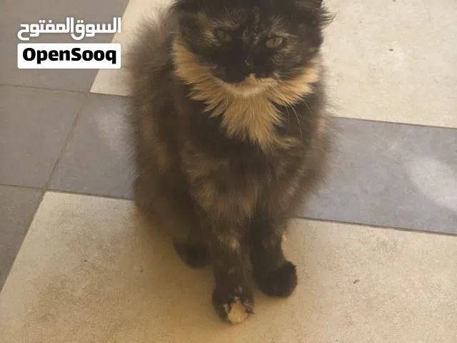 قطه تركش انجورا