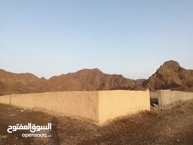 Farm Land for Sale in Al Sharqiya Dima and Al Taaiyin
