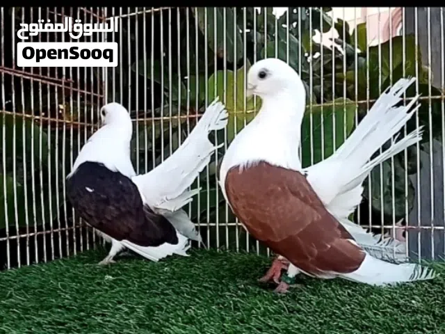 السلام عليكم ورحمة الله وبركاته للبيع حمام تانجو أزواج وفرديات