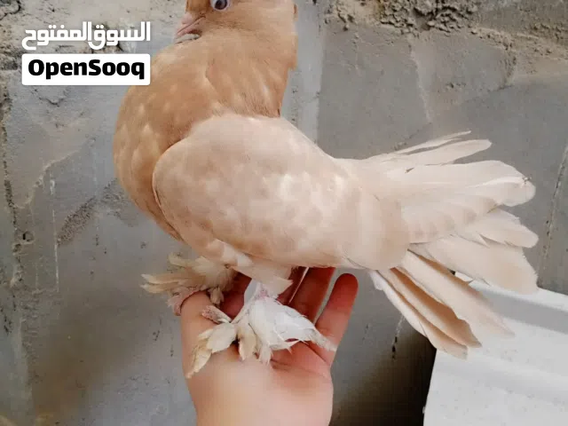 متاح زوج عرايس مخاليف