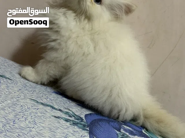 هيملايا اورنج